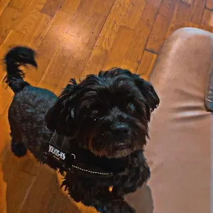 Black Dog Budapeste